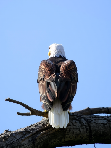 An Eagle Looking Away in the Distance. An Eagle Looking Away in the Distance.