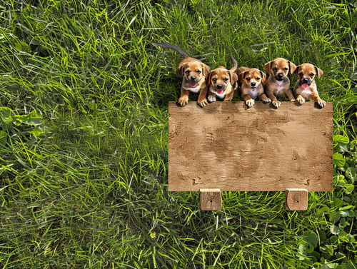 Political campaign sign in grass, six dogs lined up.
