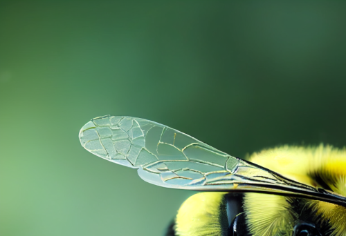 Detailed image of a bumble bee collecting pollen Detailed image of a bumble bee collecting pollen