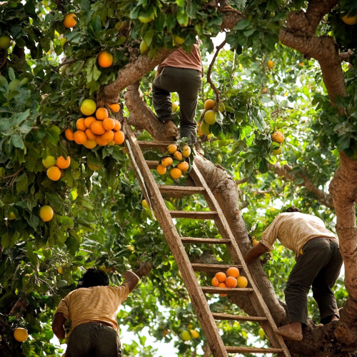 Three people reaching fruit tree Three people reaching fruit tree