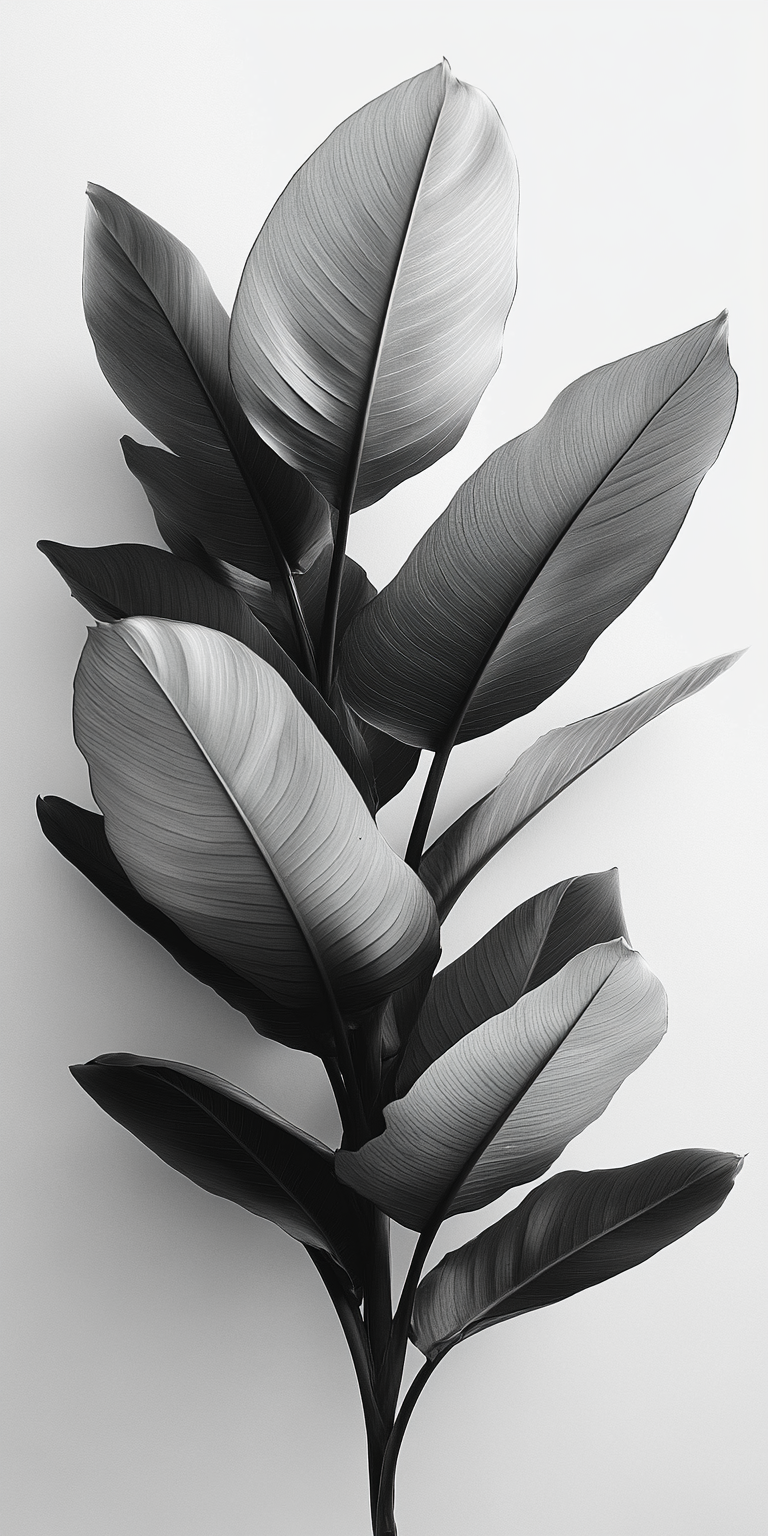 Black and white tropical plant photography product