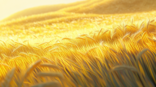 A Golden Barley String in Sunny Field