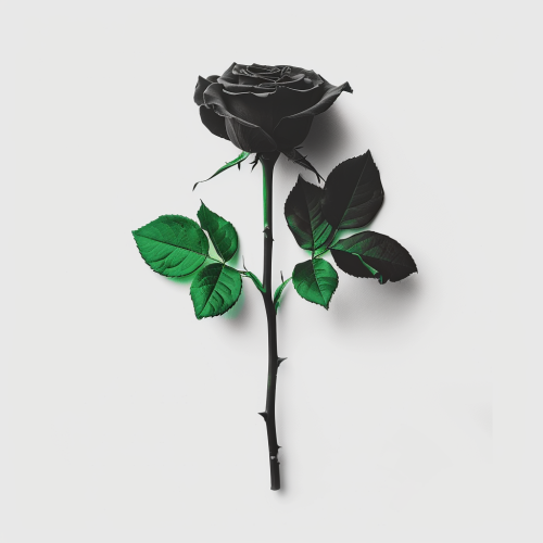 A Realistic Black Rose with Two Green Leaves