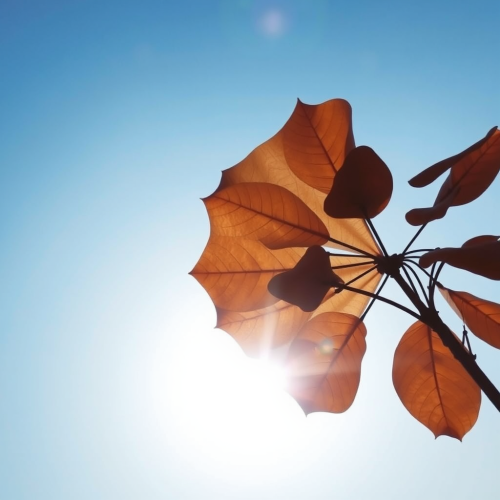 A Sky Filled with Light Blue Wonders
