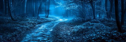 A spooky night time trail in the woods.