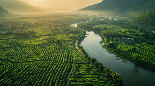 Aerial View of Kampot's Sunlit Pepper Plantations
