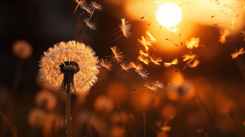 Close-Up Dandelion Seeds Blowing at Golden Hour