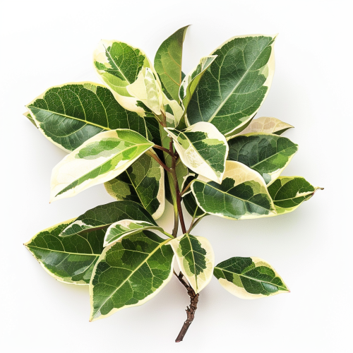 High-resolution photo of Ficus elastica with variegated leaves.