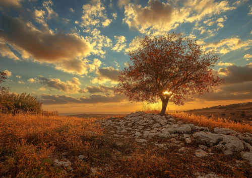Israeli Autumn Charm Home Design Atmosphere