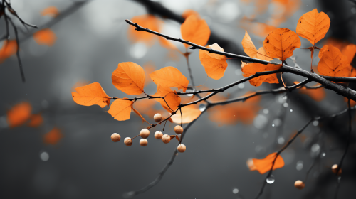 Vibrant Fall Leaves in Asheville