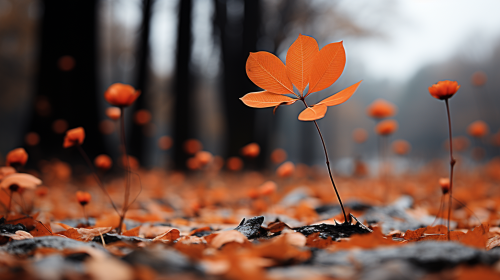 Worm’s Eye View of Vibrant Autumn Leaves
