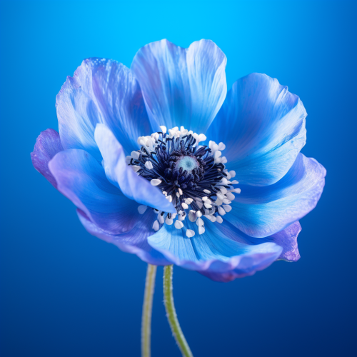Realistic photo of a beautiful anemone