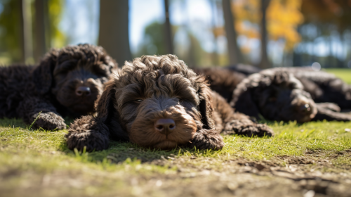 Adorable Black Apricot Labradoodle Puppies Sleeping