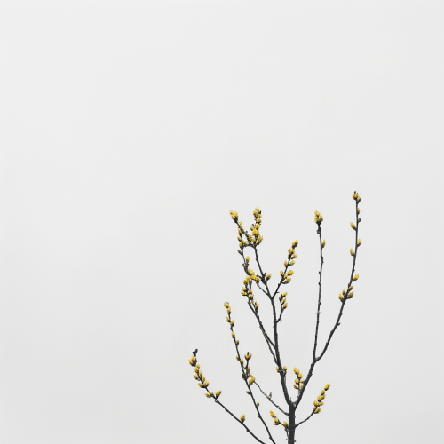 Tree Branches Yellow Buds