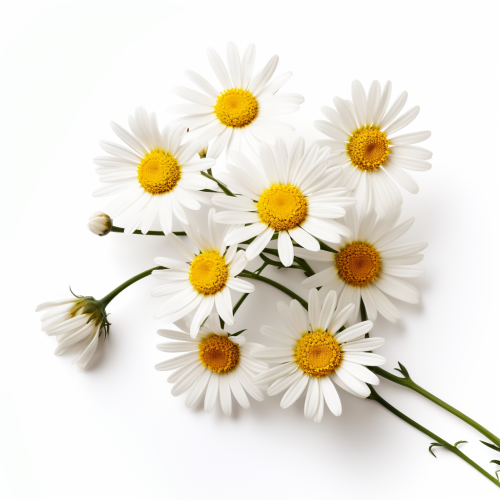 Vibrant Chamomile Flowers on White