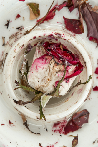 Withered Rose on Coffee Cup Lid