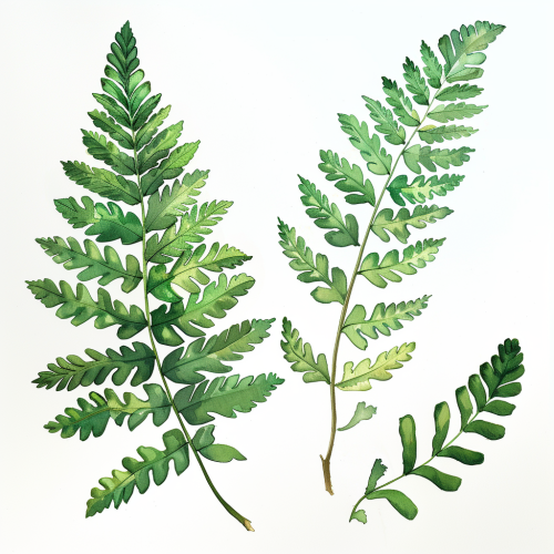 Fern and Monstera Leaves Art