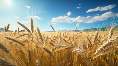 Barley Field in Sunlight