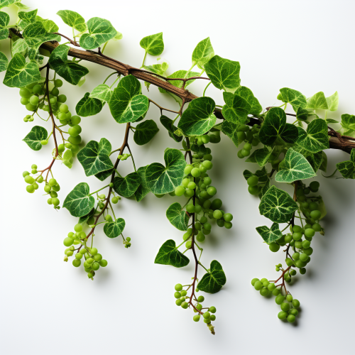 Vibrant green vines on white background