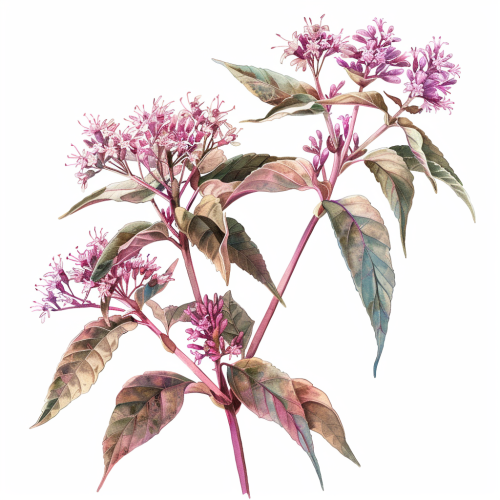 Joe Pye Weed Watercolour Illustration