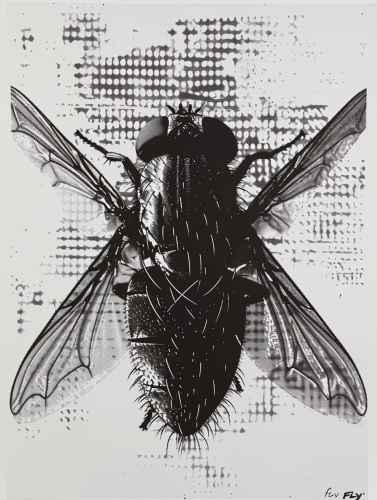 Black Fly Engraving