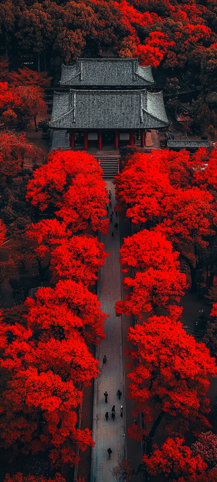 Autumn Leaves Japan Temple Photography