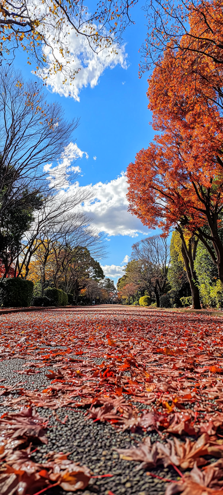 Autumn leaves in Japan park, red trees, blue sky