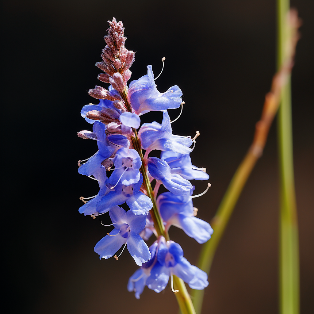 Blooming blue grama with stigmas and anthers