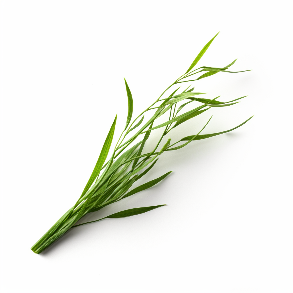 Curved Grass Stem on White Background