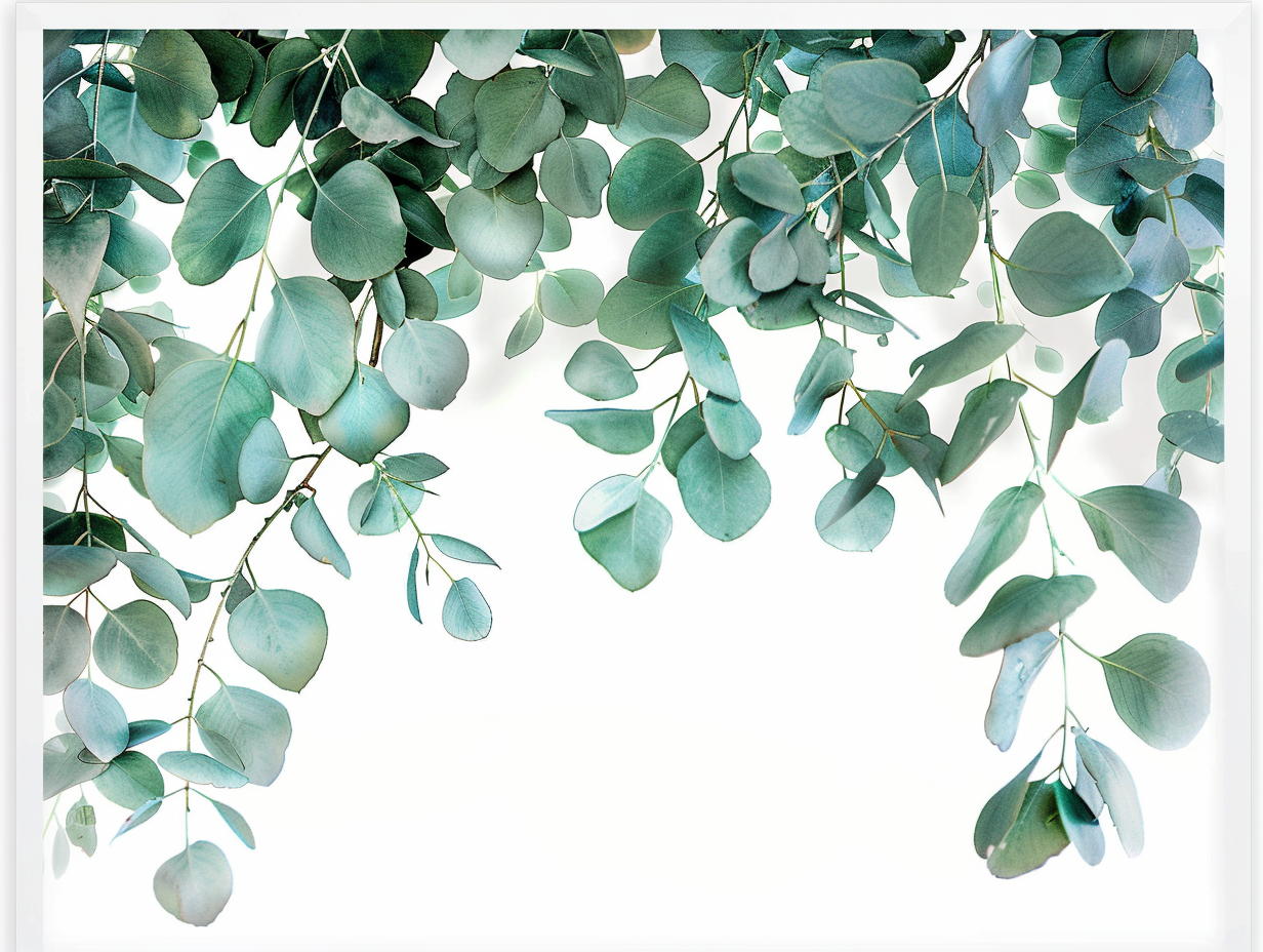 Eucalyptus border on white background