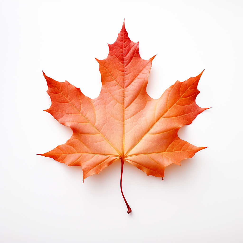 Beautiful autumn leaves on white background