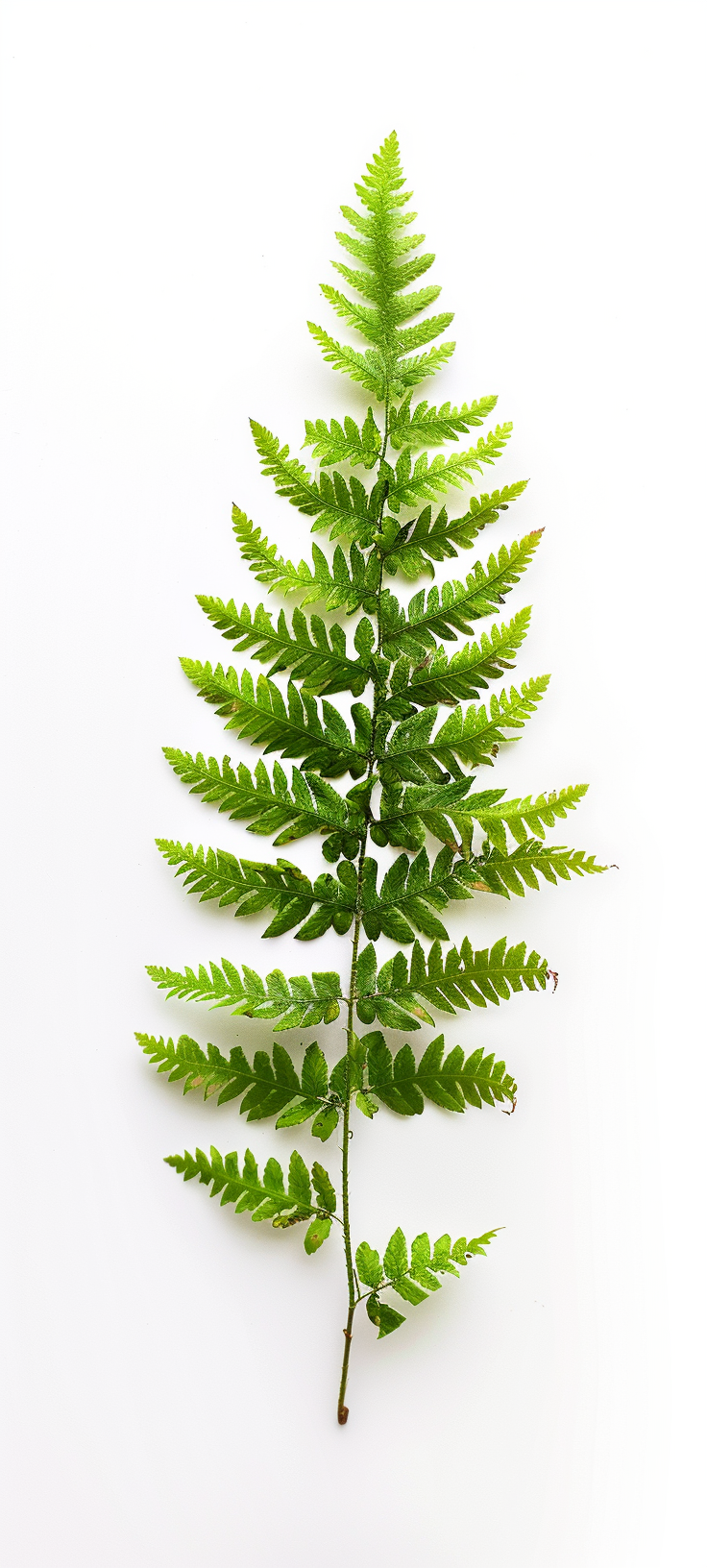 Fern on White Background