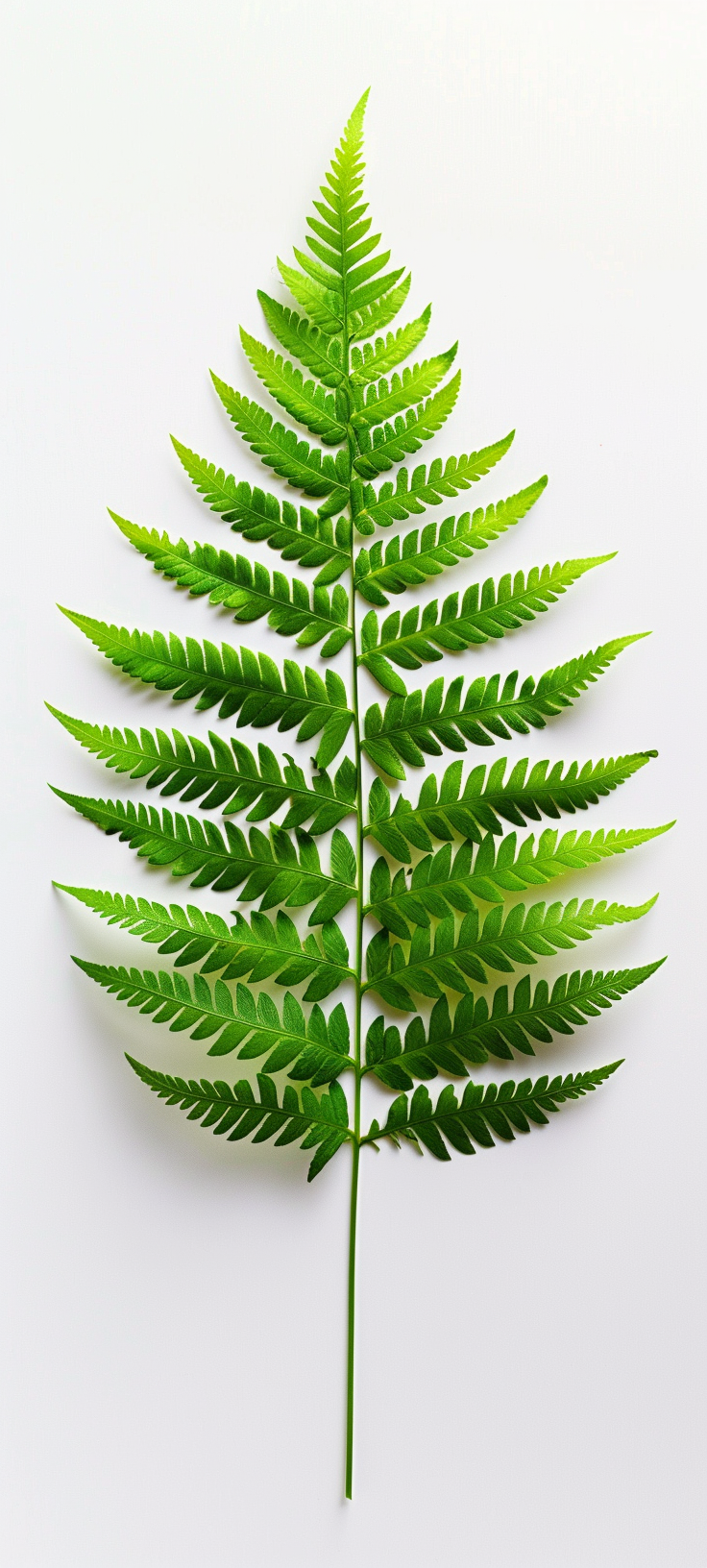 Dynamic fern on white background