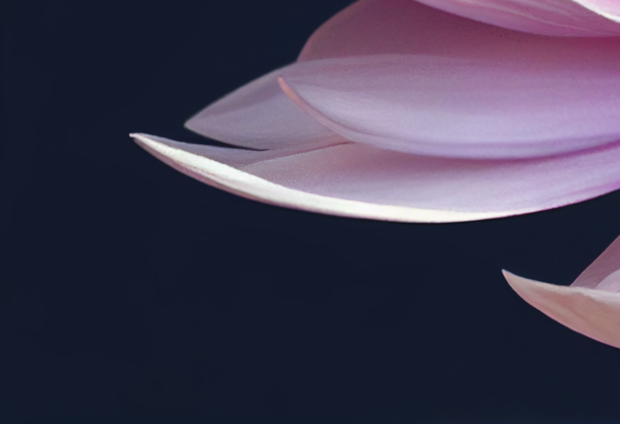 Close-up of Magnolia Flower Details