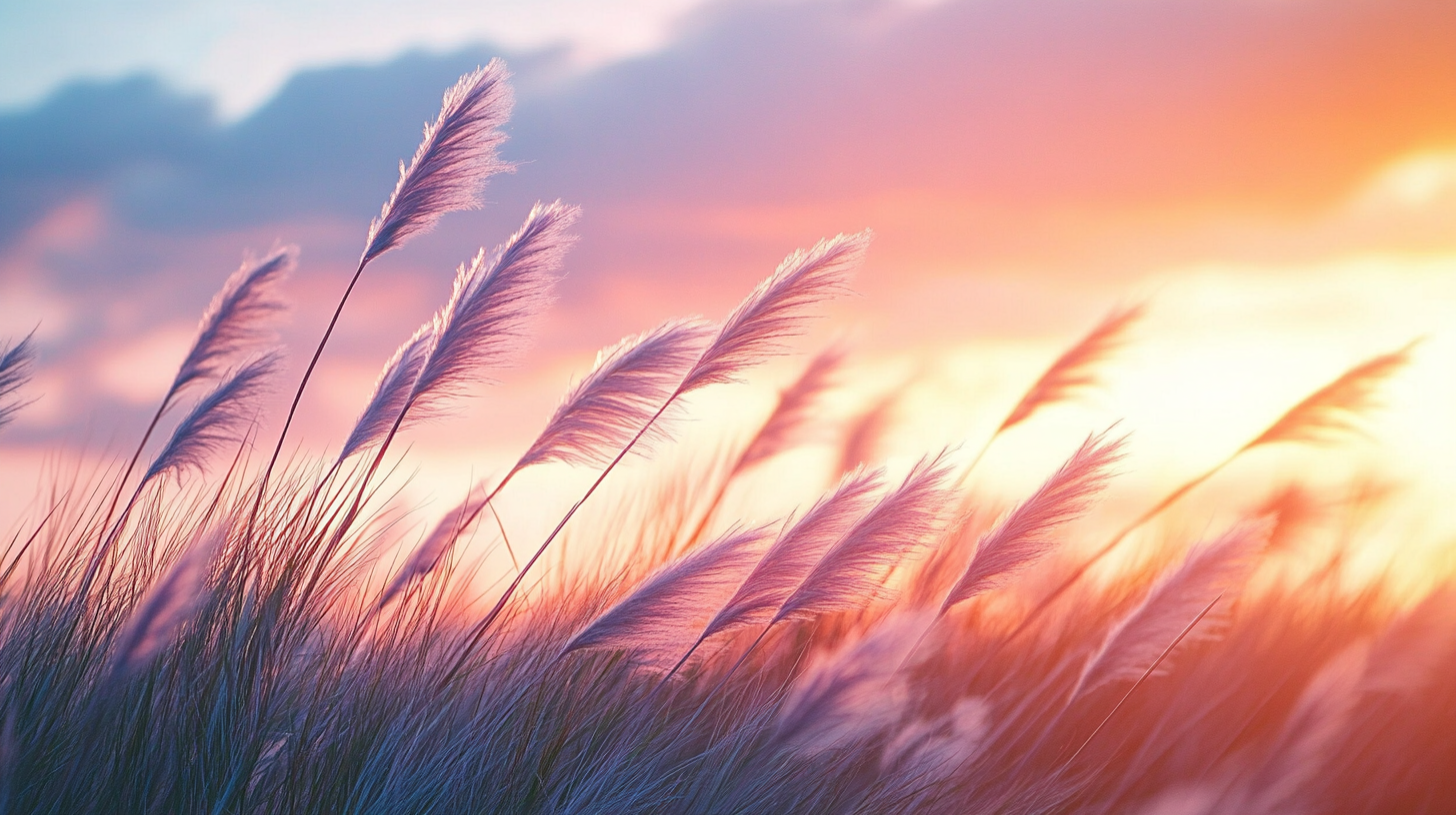 sunset wind blowing across tall grass in beautiful photo