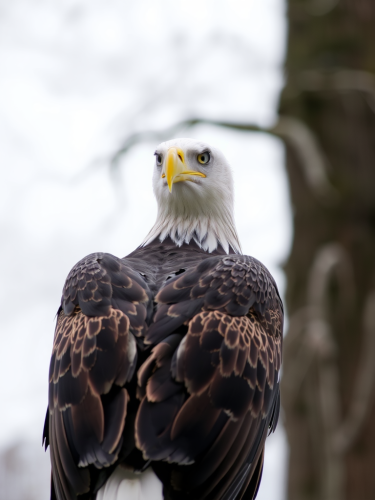 An Eagle Looking Away in the Distance. An Eagle Looking Away in the Distance.
