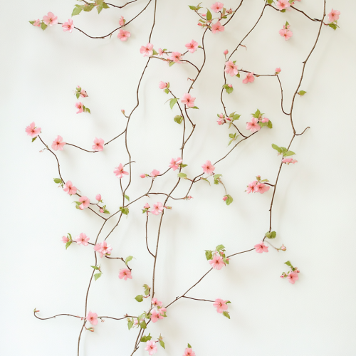 Beautiful pink flower vine on white background