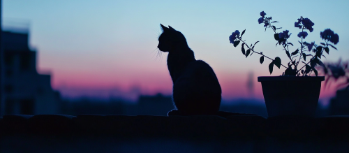 Beautiful romantic scene: Cat on rooftop at night