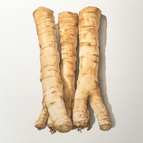 Ginseng Roots in Watercolor: Natural Beauty Displayed