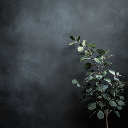 Modern dark wall with green plant for contrast