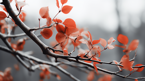 Vibrant autumn leaves in Asheville NC