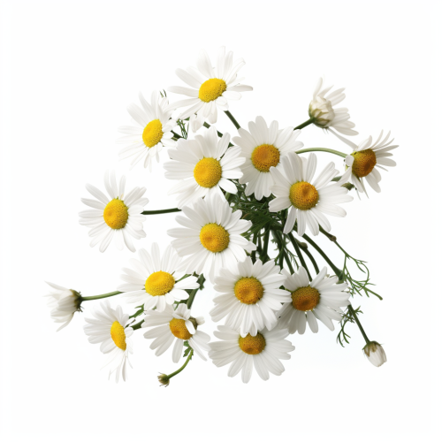 Vibrant Chamomile Flowers on White