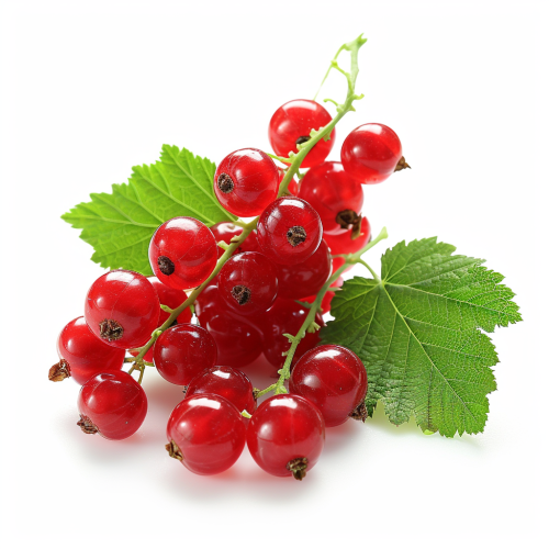 Chinese Red Currant on White Background