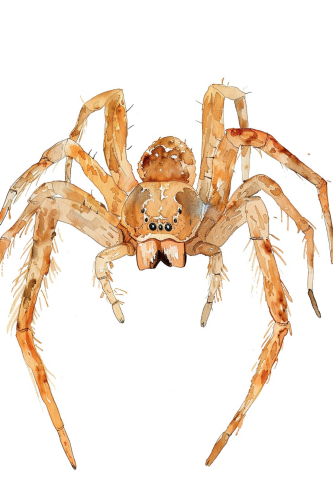 Cute Spider Character Design