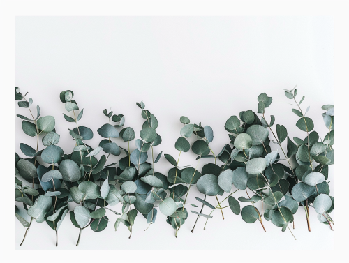 Eucalyptus border on white background