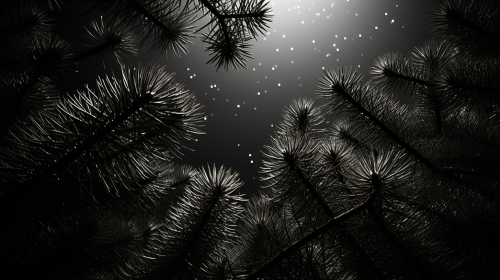Fraser Fir Abstract Black and White Art