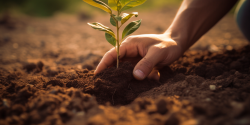 Man planting small tree in the ground