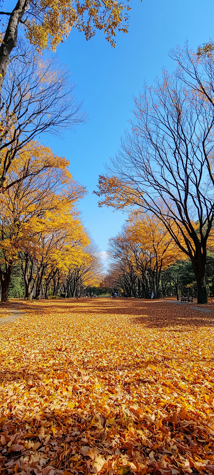 Autumn Leaves Park Japan Blue Sky Photo