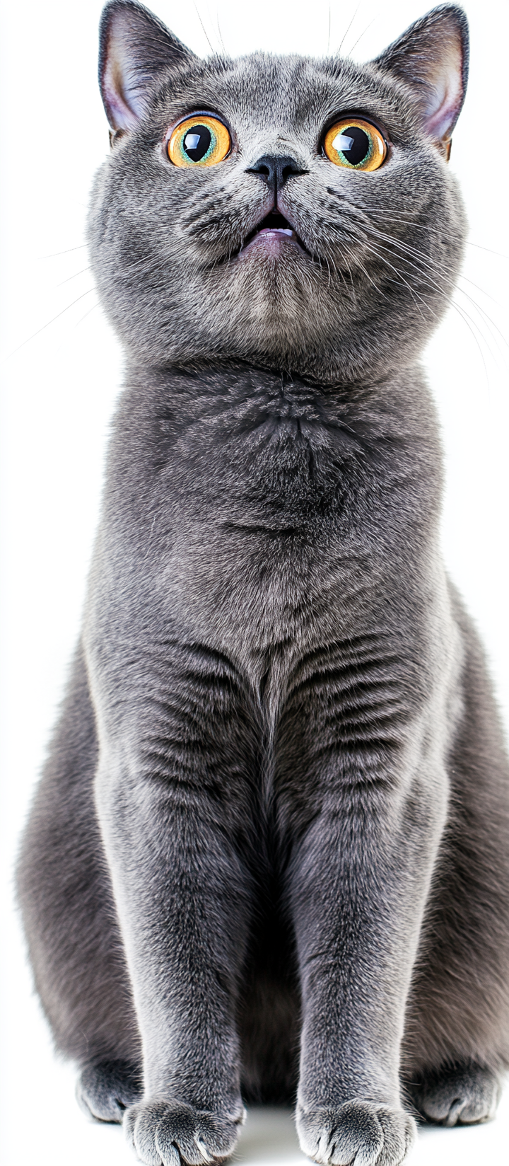 Surprised British Shorthair Cat Portrait