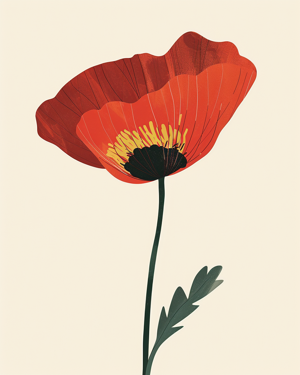 The beautiful, red poppy flower in spring